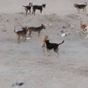 الكلاب الضالة تحاصر 