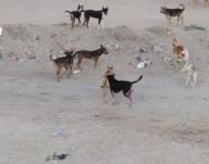 الكلاب الضالة تحاصر 